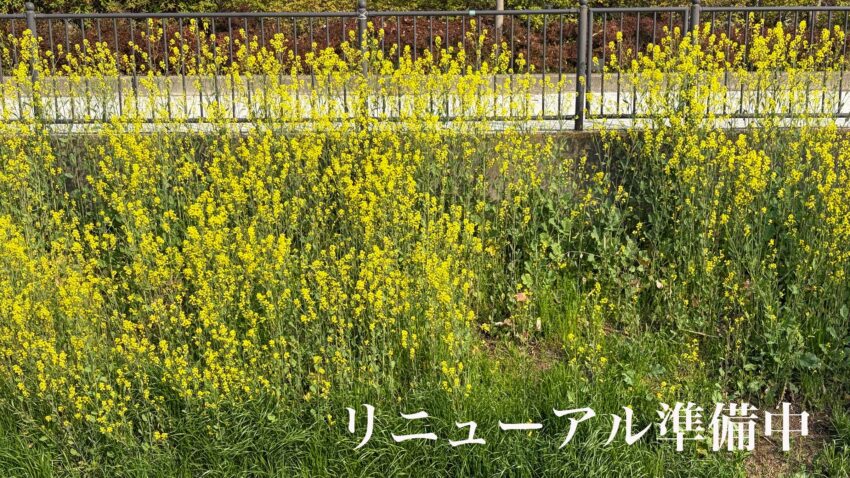 リニューアル準備中