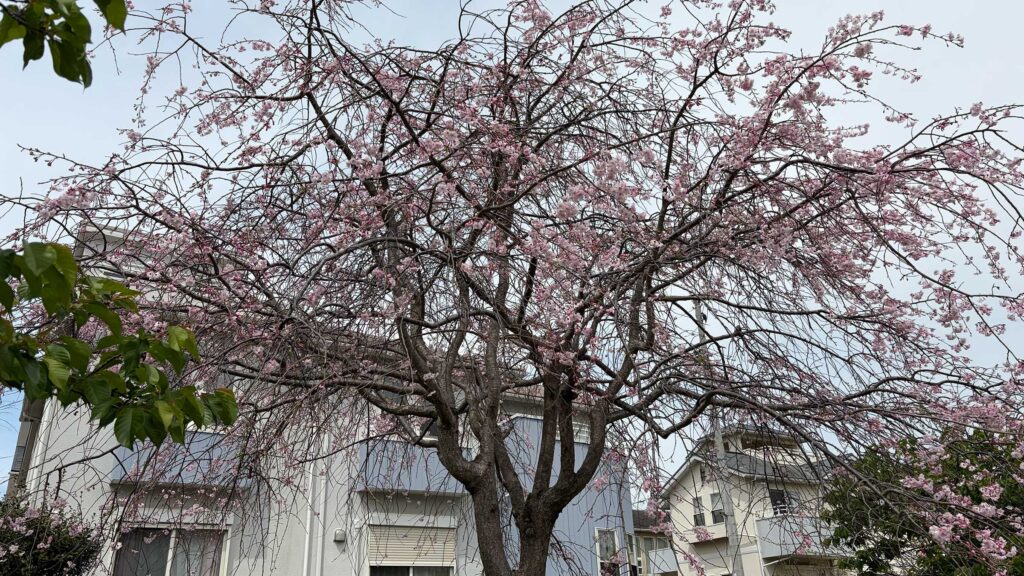 桜